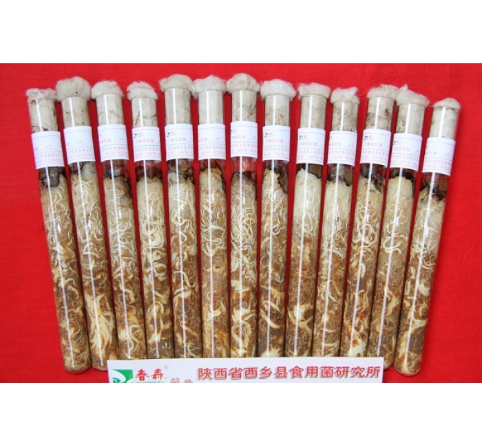 天麻蜜環(huán)菌母種、原種、栽培種